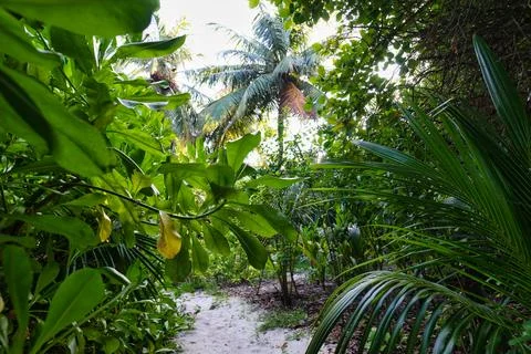 The sand pathway surrounded by palms Stock Photos