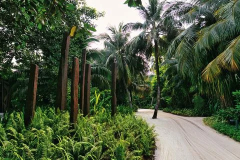 The sand pathway surrounded by palms Stock Photos