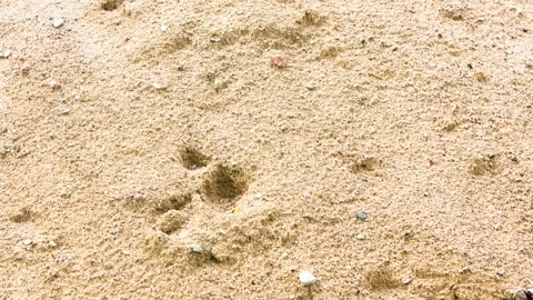Sand. A pile of sand for construction work, a quarry. Sand mining,animation Video stock 337115922