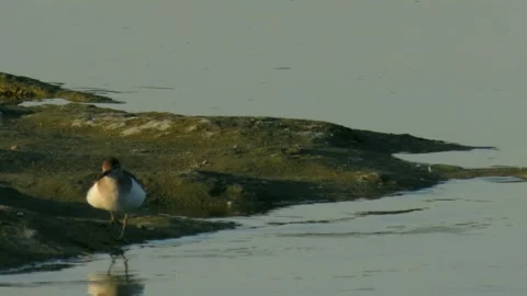 Sand piper bird in action Stock Footage 259873967
