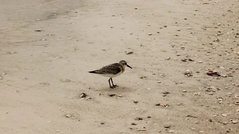Sand piper foraging on the beach as the tide comes in Stock Footage 212146422