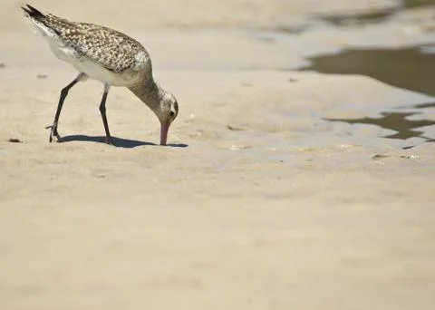 Sand piper Stock Photos