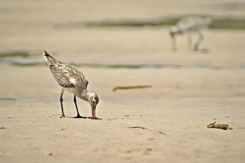 Sand piper Stock-Fotos