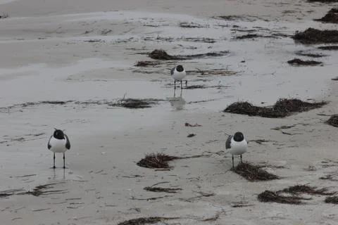 Sand Piper 库存照片