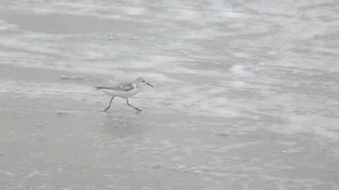 Sand piper slow motion 動画素材 139537174