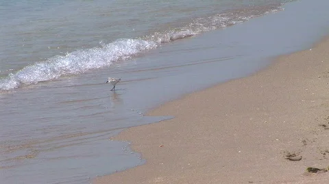 Sand piper in the surf Stock Footage 476490