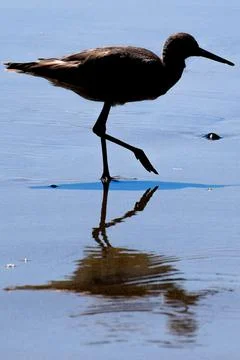 Sand Piper with Water Reflection Stock Photos
