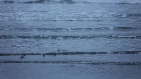 Sand pipers in northwest Stock Footage 167134403