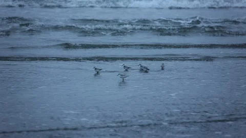 Sand pipers in winter Stock Footage 167134370