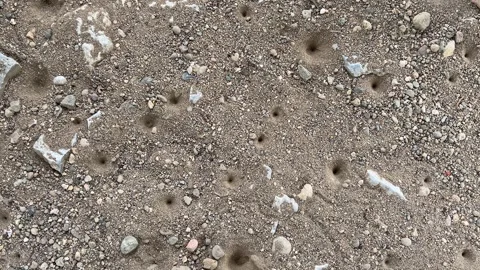 Sand Pit Traps Made by Antlion Larvae Stock Footage 308265728