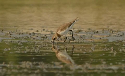 Sand plover in beach Stock Photos