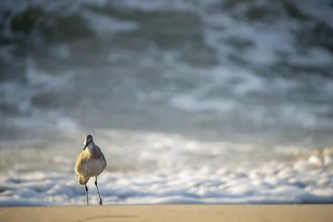 Sand Plover on the Beach Stock Photos