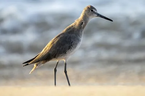 Sand Plover on the Beach Stock Photos