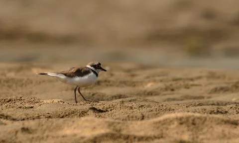 Sand plover Stock Photos