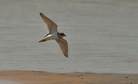Sand plover Stock-Fotos