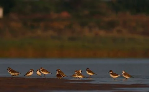 Sand plover Stock Photos