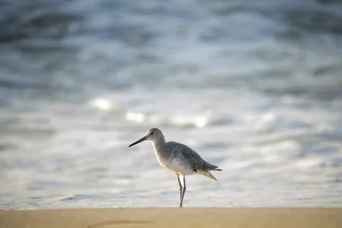Sand Plover on the Sand Stock Photos