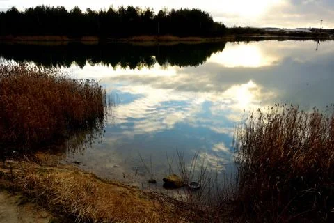 Sand pond on a background of pine forest. Stock Photos