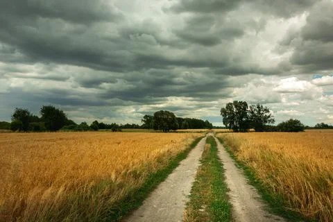 Sand road through the grain fields, Nowiny, Poland Stock Photos