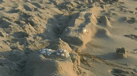 Sand Sculptures on the Beach - Baltic Sea, Northern Germany Stockbeeldmateriaal 12531153