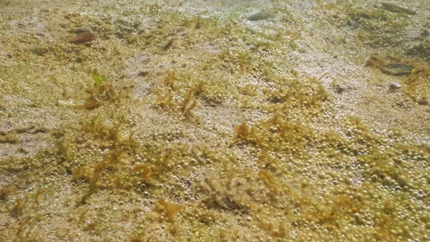 Sand on seabed covered by large colony of single-celled algae that produce gas Video stock 333596674