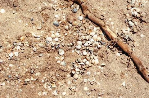 Sand on the seashore with shells. Stock Photos