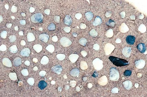 Sand on the seashore with shells. Foto stock