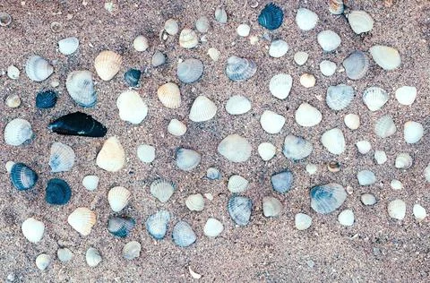 Sand on the seashore with shells. Stock Photos