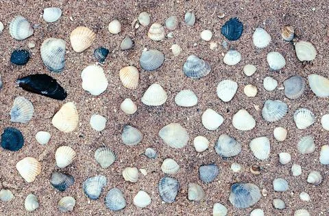 Sand on the seashore with shells. Foto stock