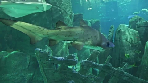 Sand shark in the aquarium Stock Footage 78184283