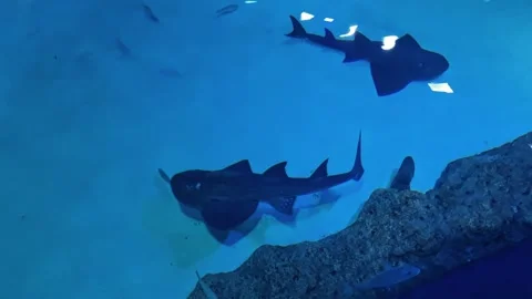 Sand Shark Stock Footage 198156271