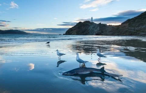 Sand Shark Stock Photos