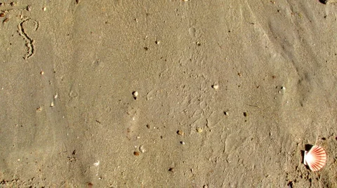Sand shell summer Stock Footage 951189
