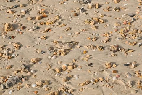 Sand shells and pebbles as a background. Flat lay with space for text. Natural Stock Photos