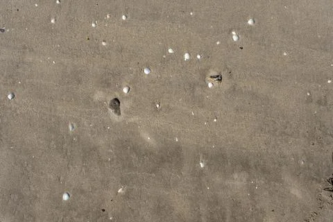 Sand with shells and pebbles on the seashore in sunny weather. Stock Photos