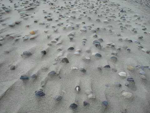 Sand Shells pattern Stock Photos