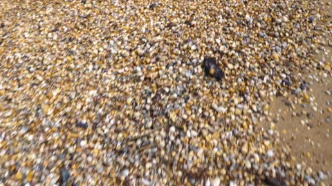 Sand with small shells Video stock 157329882