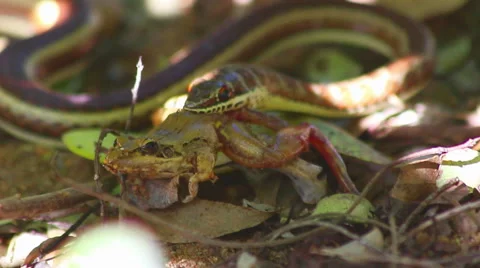 Sand snake eating a frog Vidéo 41250531