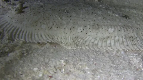 Sand sole (Pardachirus sp,) Vidéo 78209450