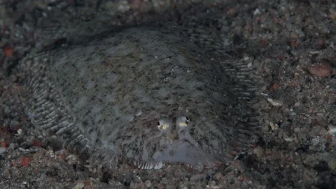 Sand sole (Pardachirus sp) in the night on the sand Stock Footage 98075071