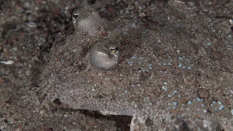 Sand sole (Pardachirus sp) in the night on the sand 스톡 동영상 98075176
