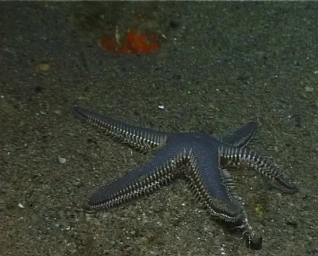 Sand Starfish (C127) 動画素材 104646