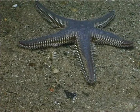 Sand Starfish (C128) 動画素材 104661