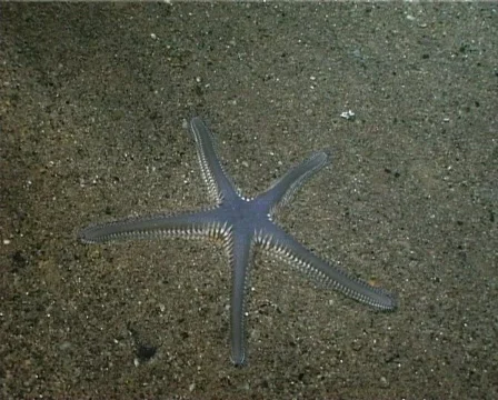 Sand Starfish (C129) 動画素材 104685