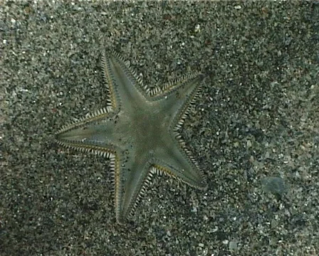 Sand Starfish (C130a) 動画素材 104690