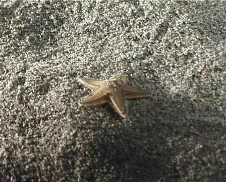 Sand Starfish (D001) Video stock 149542