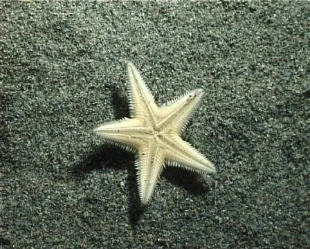Sand Starfish (D006) 動画素材 148097