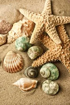 Sand starfish Stock Photos