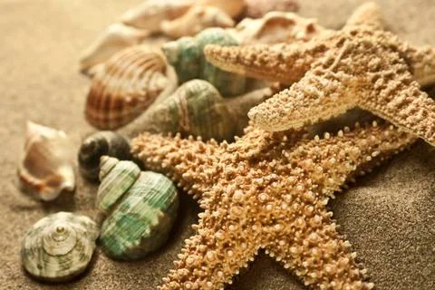 Sand starfish Stock Photos