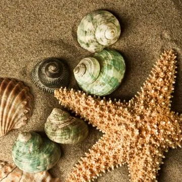 Sand starfish Stock Photos